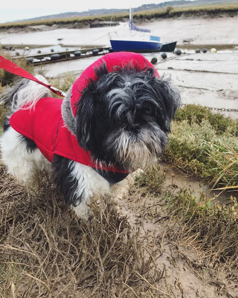 Black and white shih tzu in a red coat on the Stiffkey saltmarsh with a boat behind