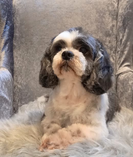 Black-and-white cockapoo with freshly trimmed face and ears